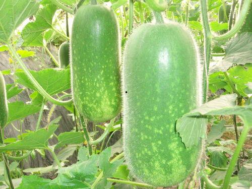 吃货吃葫芦瓜视频大全