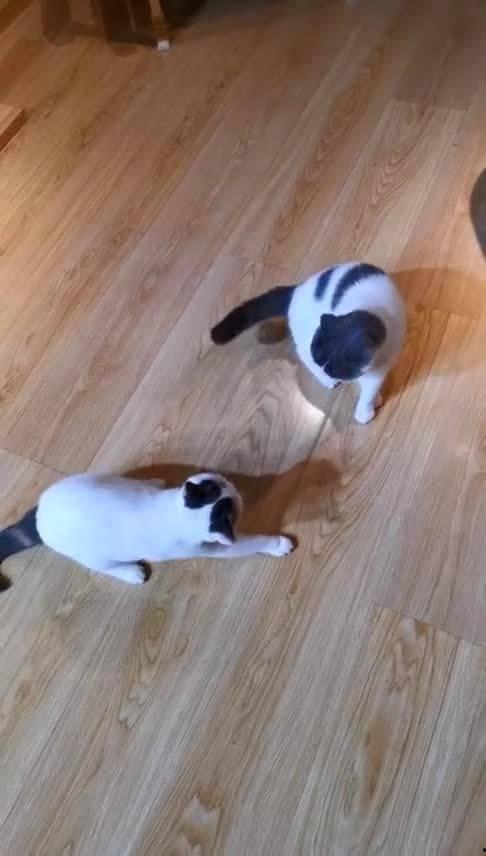 大喵吃瓜酱,揭秘娱乐圈幕后故事