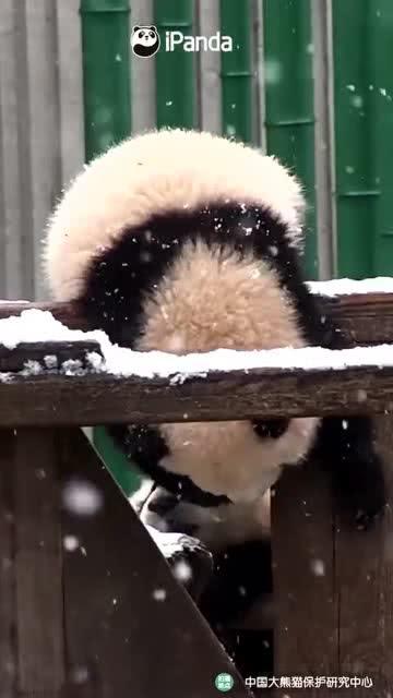 吃瓜小熊托梦,揭秘瓜界奇闻异事