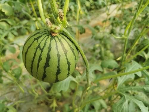 郑轨吃瓜,揭秘娱乐圈背后的秘密与真相