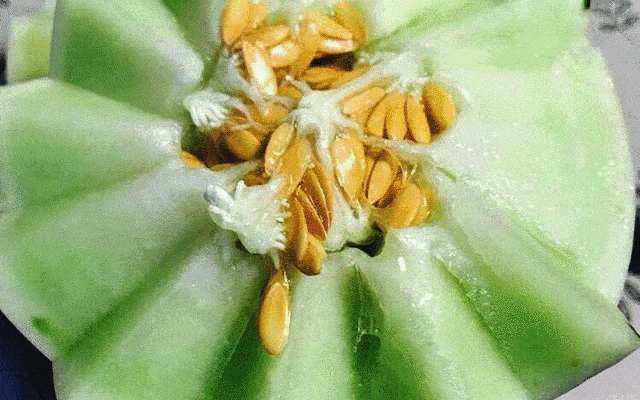 吃蜜瓜勺子弯了,蜜瓜诱惑下的勺子弯折奇遇