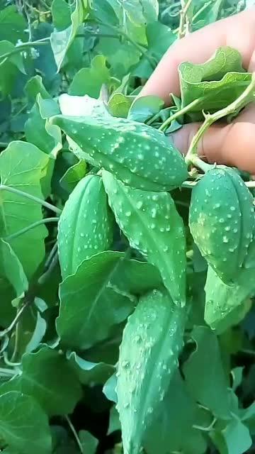 瓢子瓜怎么吃,解锁美味新体验