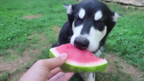 蒙阴吃瓜和狗吃瓜区别,趣味对比揭示不同视角下的生活态度