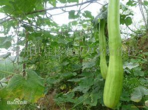 砍瓜能冬天吃吗怎么吃,砍瓜的储存与美味烹饪方法