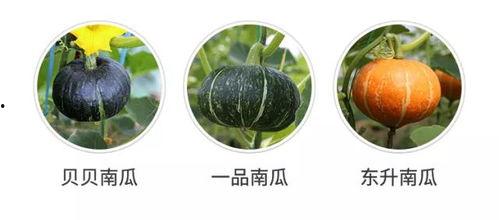 吃瓜吃不上,揭秘为何吃瓜吃不上背后的真相