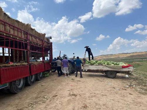 装车吃瓜,揭秘瓜农的甜蜜生活与丰收喜悦