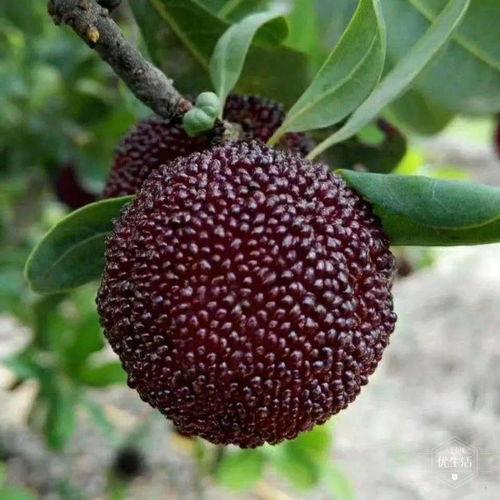 吃瓜拉纳果好吗,健康益处与食用指南