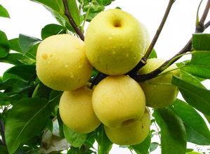 曲阳刘亚吃瓜,揭秘背后真相与网络舆论风暴