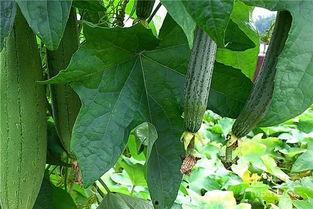 吃黄皮瓜危害视频