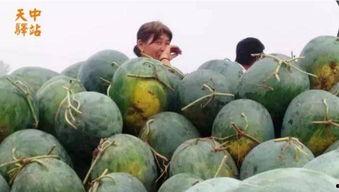 吃瓜现场讨红包,一场欢乐的社交盛宴