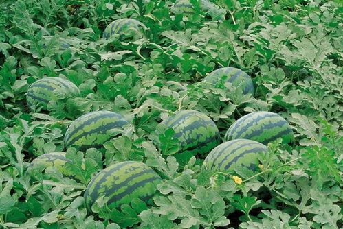 郓城大唐盛世吃瓜,瓜果飘香，品味千年古韵