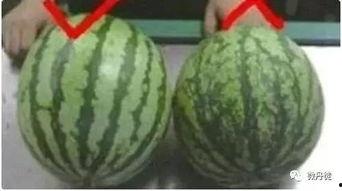 黑皮沙面瓜怎么吃,解锁美味新体验