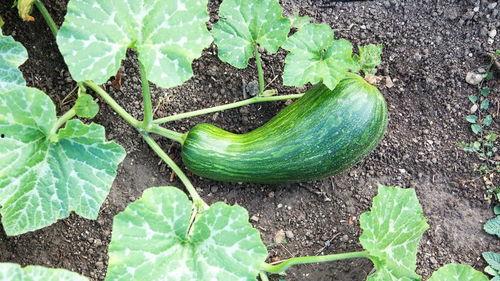 吃瓠瓜要去皮嘛,吃瓠瓜前必看！