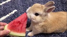 吃瓜兔热议,揭秘网络热点背后的真相与争议