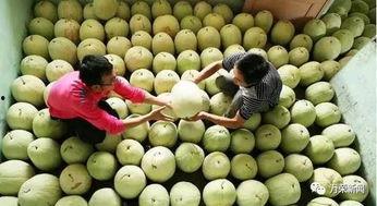 糖人吃三白瓜,夏日消暑新体验