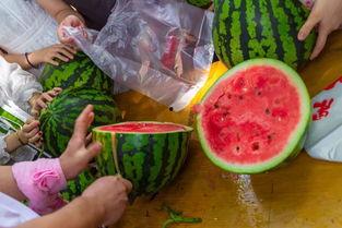 吃瓜大队视频,一场网络视频的狂欢盛宴