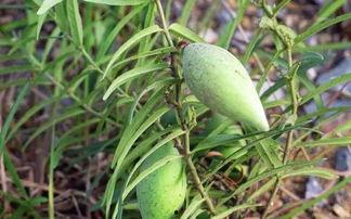 谁有吃瓜资源链接,揭秘吃瓜达人必备的瓜源秘籍