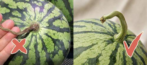 貘吃瓜,探寻貘族独特的“吃瓜”文化