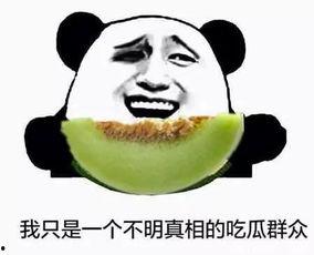 宠物当吃瓜群众